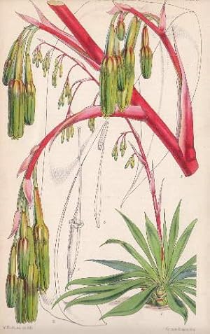 Kolorierte Lithographie aus : William Curtis - The Botanical Magazine.