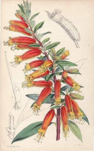 Kolorierte Lithographie aus : William Curtis - The Botanical Magazine.