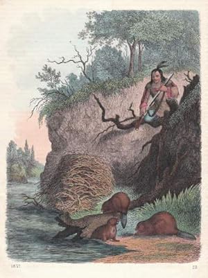 Biber und Biberjagd. Kolorierte Lithographie aus : Buch der Welt.