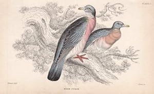 Imagen del vendedor de Wood Pidgeon. Ringeltaube. Columba palumbus. Kolorierter Stahlstich aus William Jardine - The Naturalist`s Library. a la venta por Antiquariat Heinz Tessin