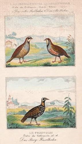 Seller image for Das rothe Rebhuhn - Das rothe Huhn - Das Berg Haselhuhn. Zwei Darstellungen auf einem Blatt. Kolorierter Stahlstich aus Buffon. for sale by Antiquariat Heinz Tessin