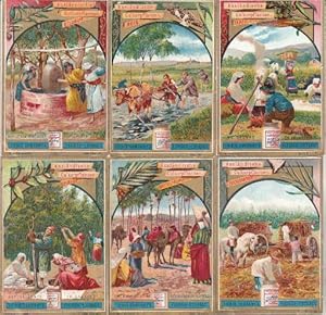 Image du vendeur pour Auslndische Culturpflanzen. 6 Bilder in Chromolithographie mit bedruckter Rckseite. mis en vente par Antiquariat Heinz Tessin