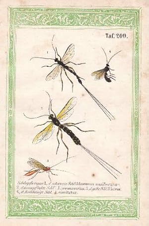 Vier Darstellungen auf einem Blatt. 1. Die schwarze Schlupfwespe (Ichneumon manifestator). 2. Die...