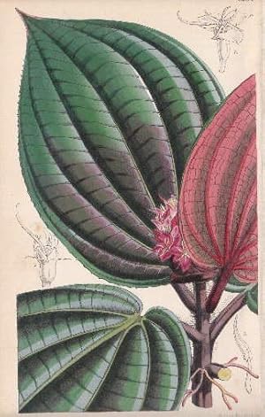 Kolorierte Lithographie aus : William Curtis - The Botanical Magazine.