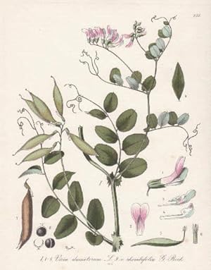 I. Vicia dumetorum. II. Vicia rhombifolia. Kolorierte Lithographie.
