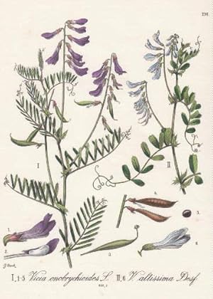 I. Vicia onobrychioridis. II. Vicia altissima. Kolorierte Lithographie.