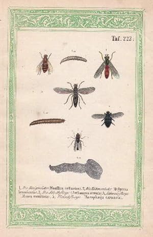 Bild des Verkufers fr Acht Darstellungen auf einem Blatt. 1. Die Essigmcke (Moxillus cellarius). 2. Die Rbenmcke (Ocyptera brassicaria). 3. Die Abtrittsfliege (Anthomyca serrata). 4. Schmeissfliege (Musea vomitoria). 5. Fleischfliege (Sarophaga carnaria). Kolorierte Lithographie mit grner lithographierter Bordre. zum Verkauf von Antiquariat Heinz Tessin