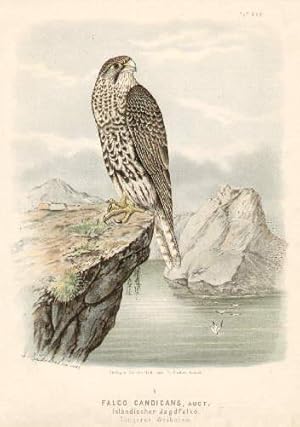 Isländischer Jagdfalke, jüngeres Weibchen. Farbige Lithographie von Riesenthal.