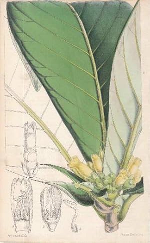 Kolorierte Lithographie aus : William Curtis - The Botanical Magazine.