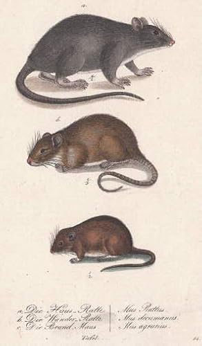 Die Haus-Ratte (Mus Rattus) - Die Wander-Ratte (Mus decumanus) - Die Brand-Maus (Mus agrarius). K...