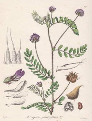 I. Astragalus pentaglottis. Kolorierter Stahlstich.