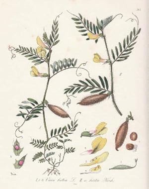 I. Vicia lutea. II. Vicia hirta. Kolorierte Lithographie.