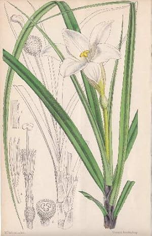 Kolorierte Lithographie aus : William Curtis - The Botanical Magazine.