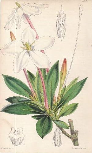 Imagen del vendedor de Kolorierte Lithographie aus : William Curtis - The Botanical Magazine. a la venta por Antiquariat Heinz Tessin