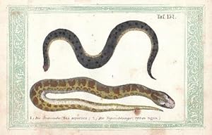 Die Anaconda (Boa aquatica) und Die Tigerschlange (Python Tigris). Kolorierte Lithographie, monti...