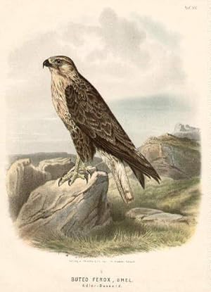 Adlerbussard. Farbige Lithographie von Riesenthal.