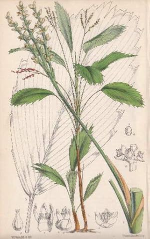 Kolorierte Lithographie aus : William Curtis - The Botanical Magazine.