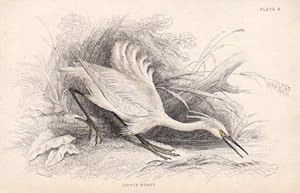 Bild des Verkufers fr Little Egret. Seidenreiher. Egretto garzello. Kolorierter Stahlstich aus William Jardine - The Naturalist`s Library. zum Verkauf von Antiquariat Heinz Tessin