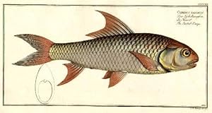 Der Sichelkarpfen - La Faucil - The Sickel-Carp. Altkolorierter Kupferstich von J.H.Henning.