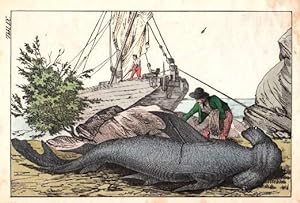 Ein Mann beim Zerteilen eines Hammerhais, im Hintergrund das Fangschiff. Kolorierte Lithographie.