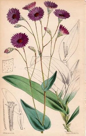 Kolorierte Lithographie aus : William Curtis - The Botanical Magazine.