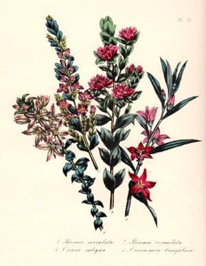 Borenia serrulata - Borenia crenulata - Ciowea saligna - Euostemon buxifolium. Kolorierte Lithogr...
