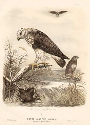 Rauhfüßiger Bussard. Farbige Lithographie von Riesenthal.