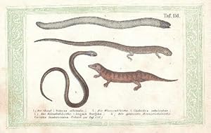 Der Skink (Scincus aqfficinalis), Die Wurmschleiche (Chalcides imbricatus;), Die Blindschleiche (...