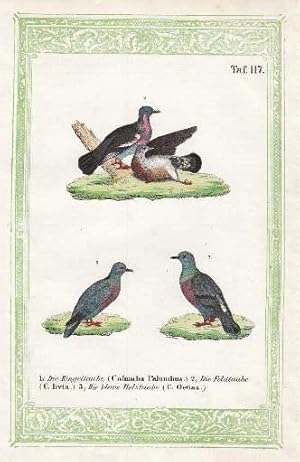 Imagen del vendedor de Drei Darstellungen auf einem Blatt. 1. Die Ringeltaube (Columba Palumbus). 2. Die Feldtaube (Columba livia) 3. Die kleine Holztaube (columba Oenas).Kolorierte Lithographie mit grner Bordre. a la venta por Antiquariat Heinz Tessin