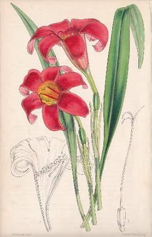 Kolorierte Lithographie aus : William Curtis - The Botanical Magazine.