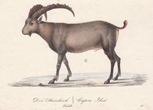 Der Steinbock (Capra Ibex). Kolorierte Lithographie.