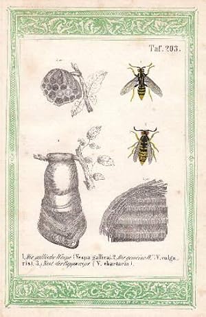 Bild des Verkufers fr Mehrere Darstellungen auf einem Blatt. 1. Die gallische Wespe (Vespa gallica). 2. Die gemeine Wespe (Vespa Vulga). 3. Nest der Pappwespe (Vespa chartaria). Kolorierte Lithographie mit grner lithographierter Bordre. zum Verkauf von Antiquariat Heinz Tessin