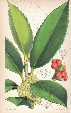 Bild des Verkufers fr Kolorierte Lithographie aus : William Curtis - The Botanical Magazine. zum Verkauf von Antiquariat Heinz Tessin