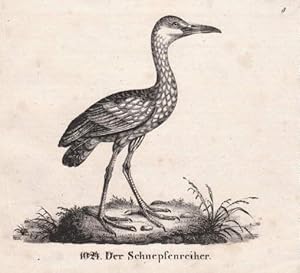 Bild des Verkufers fr Der Schnepfenreiher. Lithographie aus : Neue Bildergallerie fr die Jugend. zum Verkauf von Antiquariat Heinz Tessin