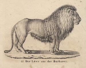 Der Löwe aus der Barbarey. Lithographie aus : Neue Bildergallerie für die Jugend.