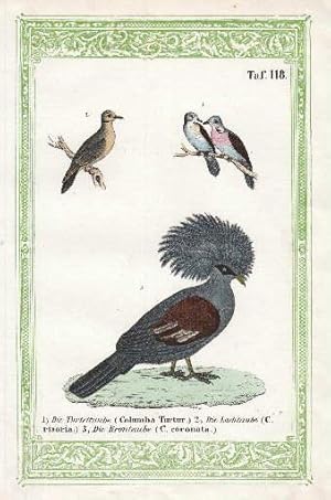 Imagen del vendedor de Drei Darstellungen auf einem Blatt. 1. Die Turteltaube (Columba Turtur). 2. Die Lachtaube (Columba risoria). 3. Die Krontaube (Columba coronata). Kolorierte Lithographie mit grner Bordre. a la venta por Antiquariat Heinz Tessin