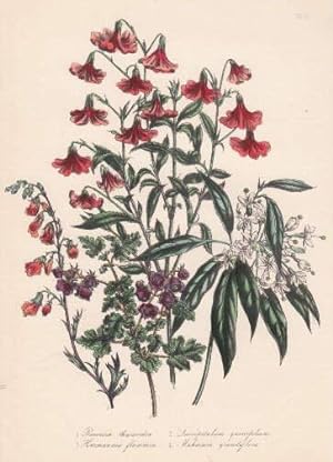 Reevesia thyrsoidea - Lasiopetalum quercifolum - Hermannia flammea - Maherinia grandiflora. Kolor...