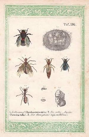 Mehrer Darstellungen auf einem Blatt. 1. Erdhummel (Bombus terrestris). 2. Die rote Ameise (Formi...