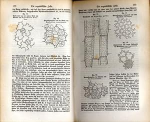 Die vegetabilische Zelle (pp.167-310, 52 Holzschn., 1 lith. Taf. mit 22 Abb.).