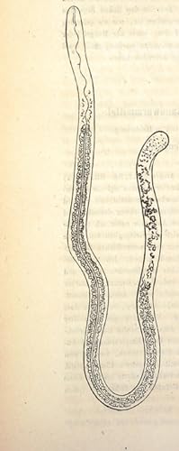 Bild des Verkufers fr Eine lebende Nematode in einer lebenden Muskelfaser gefunden (222-224 zum Verkauf von Antiq. F.-D. Shn - Medicusbooks.Com