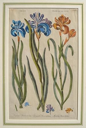 Imagen del vendedor de Iris - Flower de Luce. Virginian Flower de Luce, Changeable Flower de Luce, Martinico Flower de Luce. ( Schwert - Lilien gewchse ) Altkolorierter Kupferstich v. Hill aus Eden Or a complett body of gardening. Pflanzenabbildung. a la venta por Buecherstube Eilert, Versandantiquariat