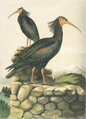 Naturgeschichte der Vögel Mitteleuropas. WALDRAPP. 1 Tafel Originale Chromolithographie. um 1900
