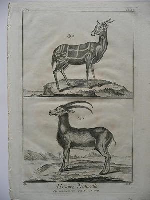 Steinbock. ( Bouquetin / Le Guib ) 2 Figuren auf Blatt. Original Kupferstich von Benard nach Mart...