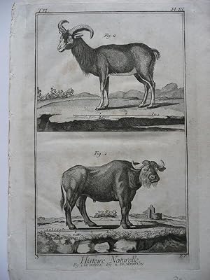 Büffel, Mufflon ( le Buffle, Le Mufflon ). 2 Figuren auf Blatt. Original Kupferstich von Benard n...