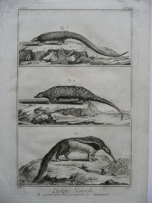 Ameisenbär, Schuppentier ( le Formilier, le Pangolin, le Phatagin ). 3 Figuren auf Blatt. Origina...