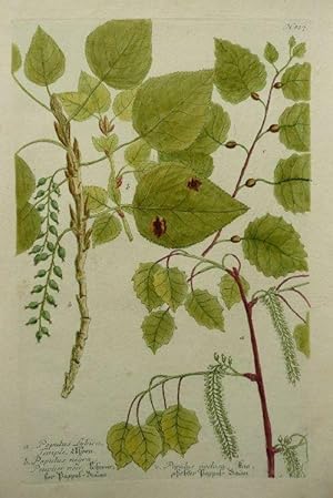 Aspen. Schwarzer Pappelbaum. knofichter Pappelbaum a. Populus Sybica b. nigra c. nodosa Altkolori...