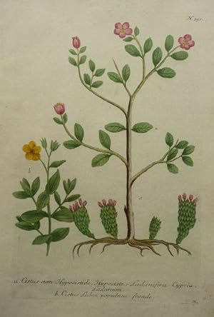 Ladanum. a. Cistus cum Hypocystide b., Hypocyste b. Cistos Ledon . Altkolorierter Kupferstich aus...