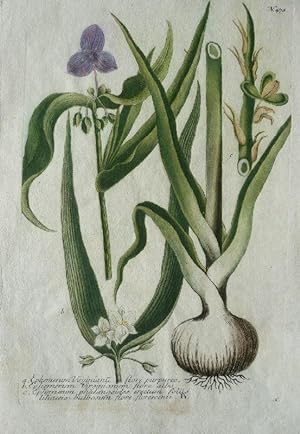 a.Ephemerum Virinianu flor purpureo b. flore albo. c. erectum foliis Altkolorierter Kupferstich a...