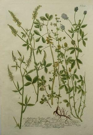 Honigklee, Steinklee, Sibengeseif a. Meliotus Italica b.  vulgaris c.Meliot d. agra ria e. mini...