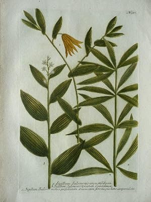 Sigilhum Salomonis. a. angustfolium b.spicatum cperfoliatum Altkolorierter Kupferstich aus Phyt...